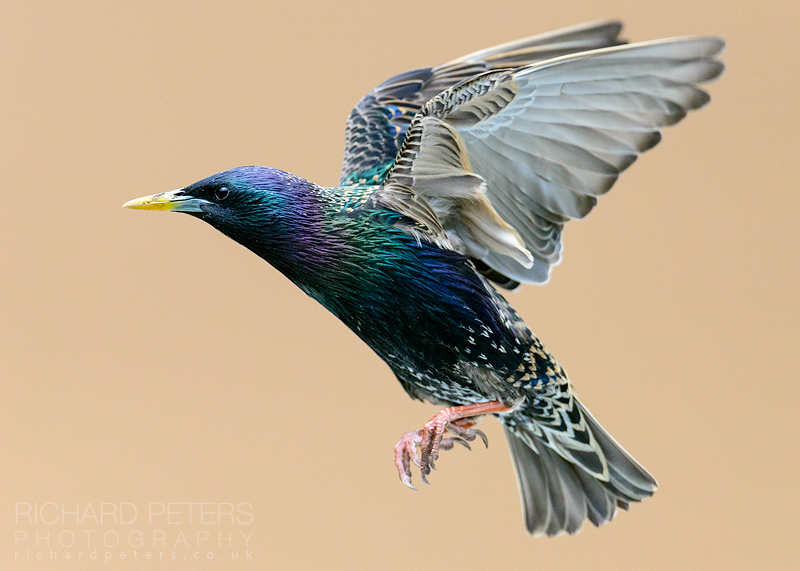 how to photograph birds flying