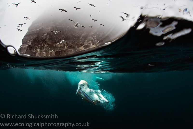 the underwater world of gannets