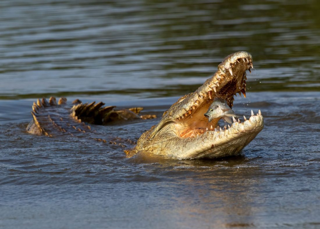 2021 Winners: Animal Behaviour | Nature TTL