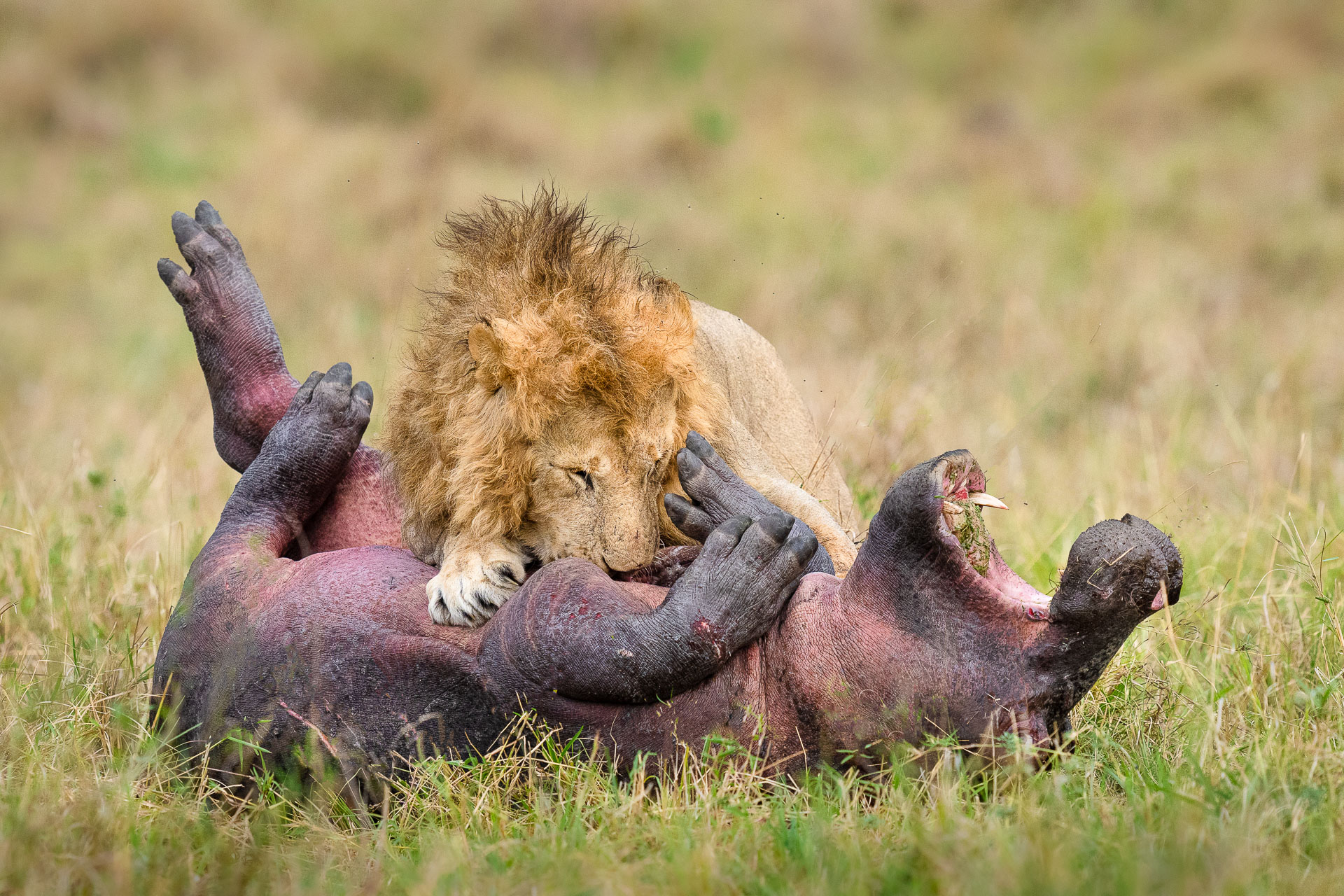 2022 Winners: Animal Behaviour | Nature TTL