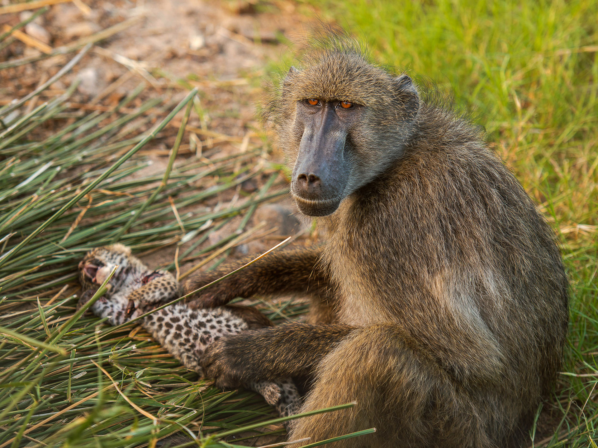 2022 Winners: Animal Behaviour | Nature TTL