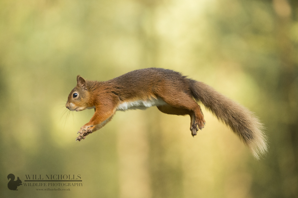 How to Photograph Fast-moving Mammals | Nature TTL