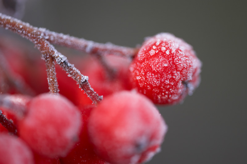  Macro  Photography  How to Photograph Frost  Ice Nature TTL