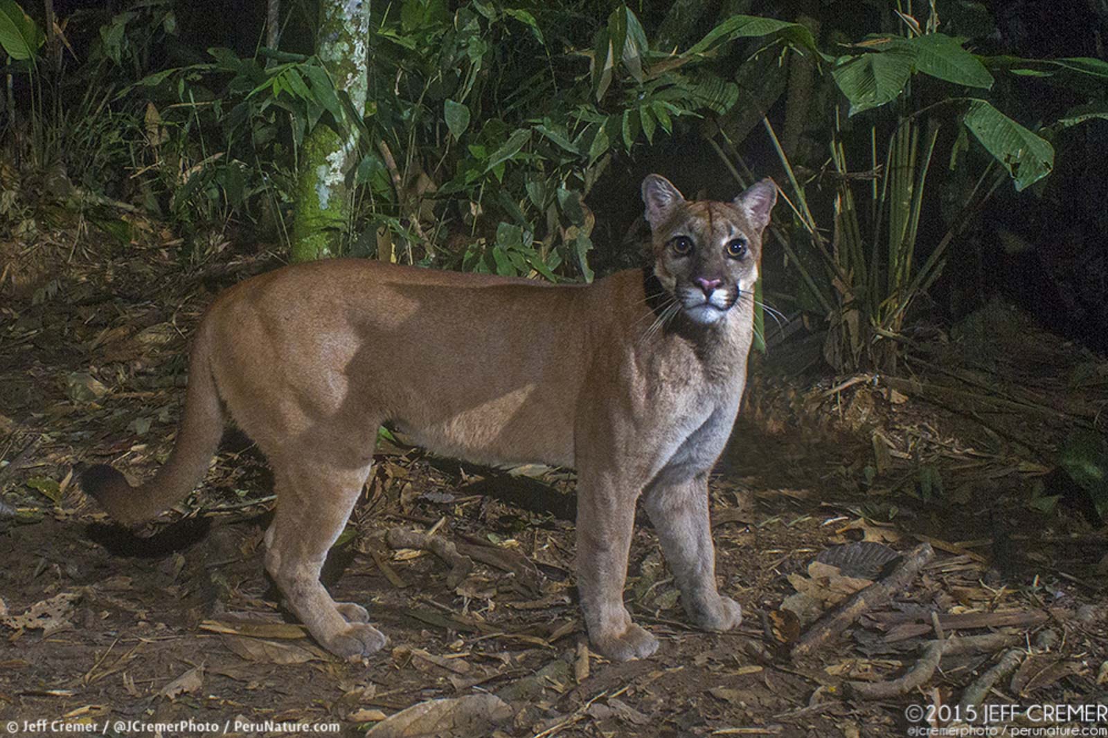 The Challenges of Camera Trapping in the Amazon | Nature TTL