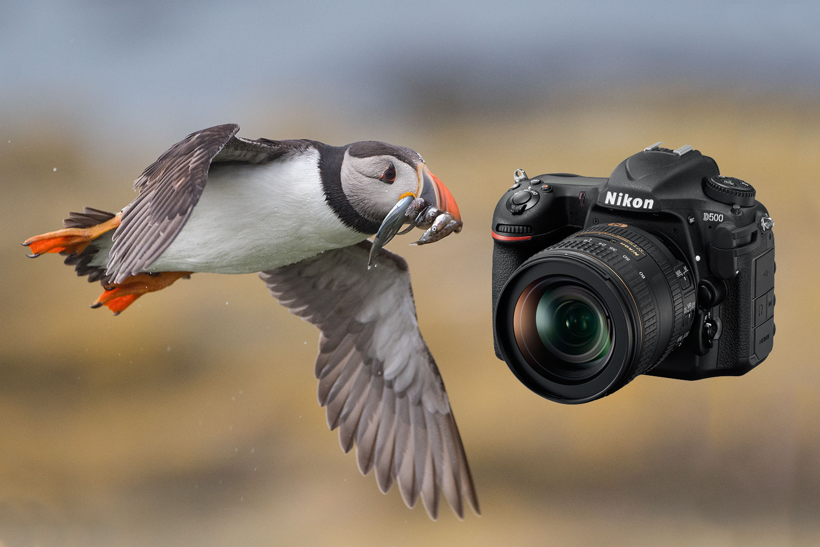 Nikon D500 Review In the Hands of a Wildlife Photographer Nature TTL