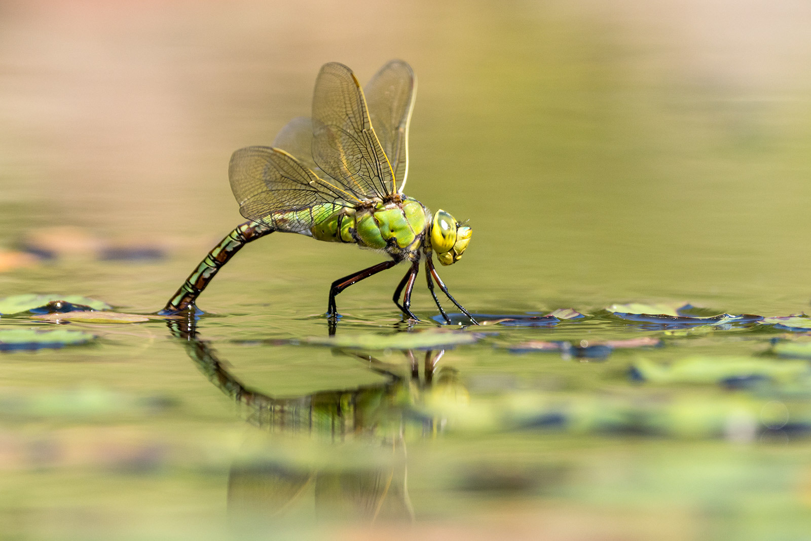 How To Photograph Damselflies And Dragonflies | Nature TTL