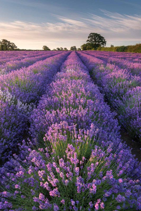 How to Photograph Flowers in a Landscape Scene | Nature TTL