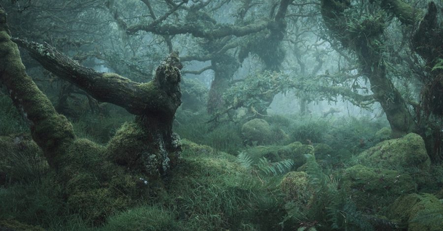 Stunning Images of England's 'Most Haunted' Forest | Nature TTL