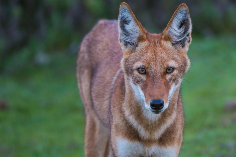 trip report ethiopian wolves