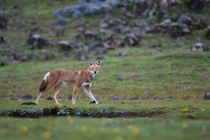 trip report ethiopian wolves