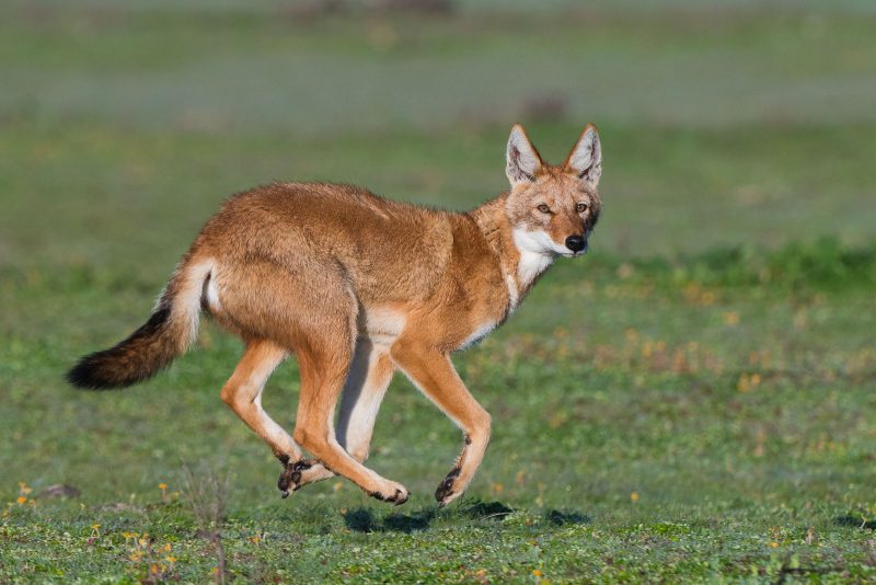 trip report ethiopian wolves