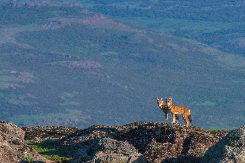 trip report ethiopian wolves