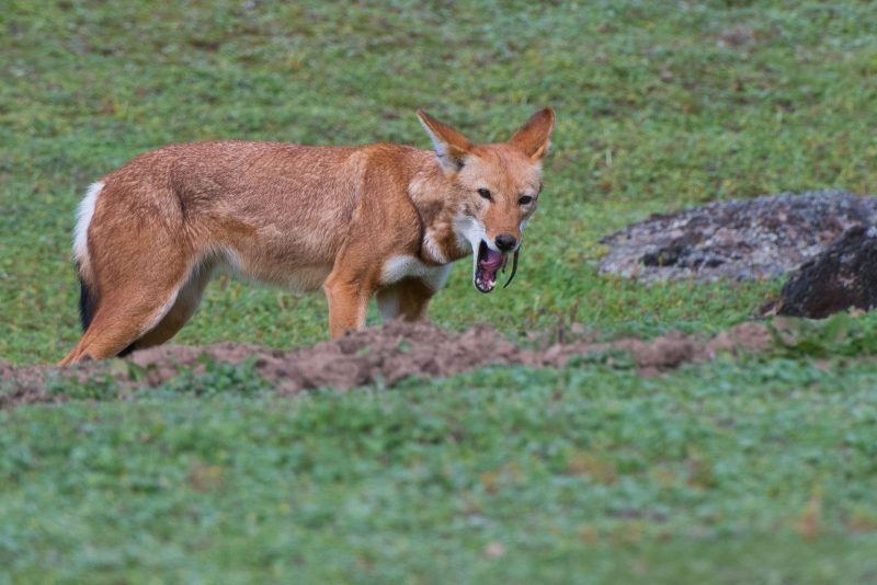 trip report ethiopian wolves