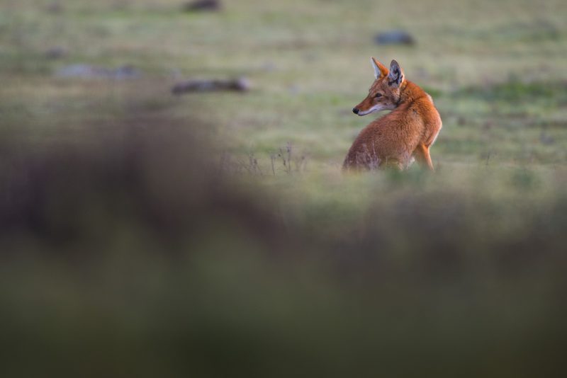 trip report ethiopian wolves