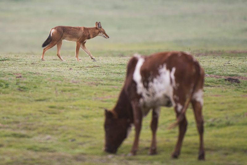 trip report ethiopian wolves