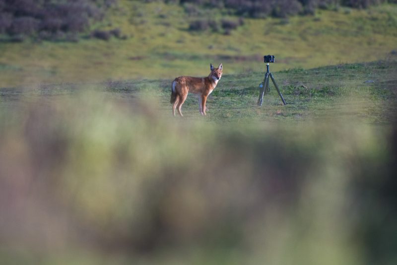 trip report ethiopian wolves