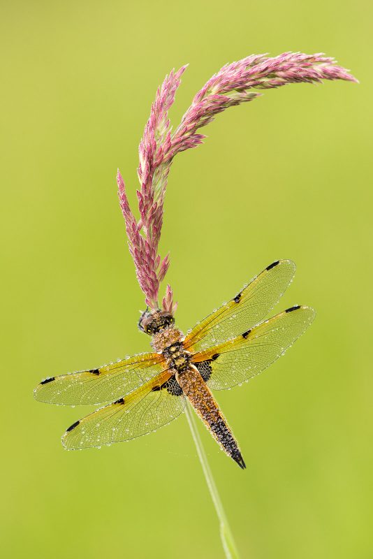 photography-ethics-freezing-insects-for-macro