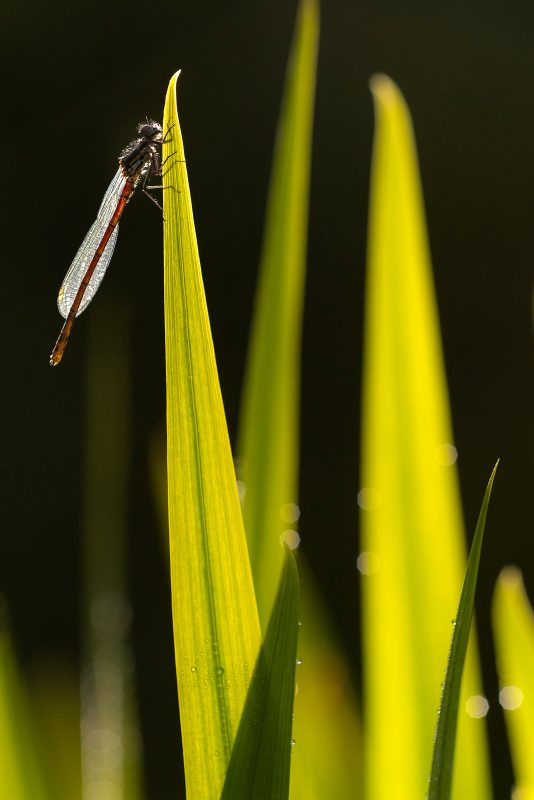 photography-ethics-freezing-insects-for-macro