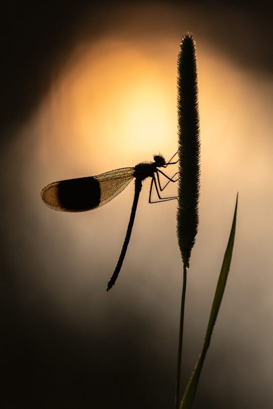 photography-ethics-freezing-insects-for-macro