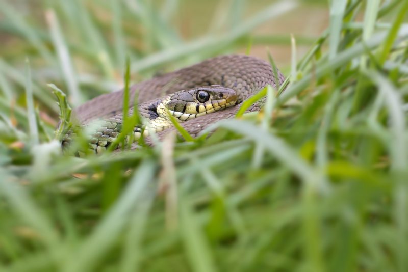 How to Photograph Reptiles in the UK | Nature TTL