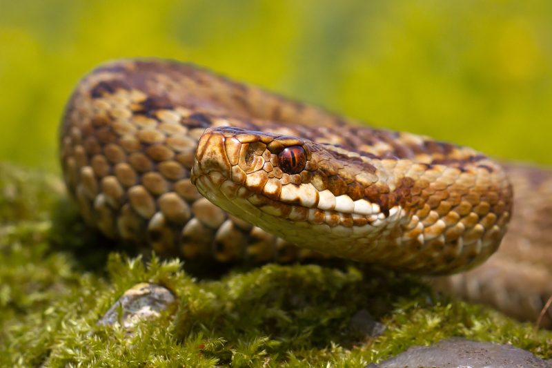 How to Photograph Reptiles in the UK | Nature TTL