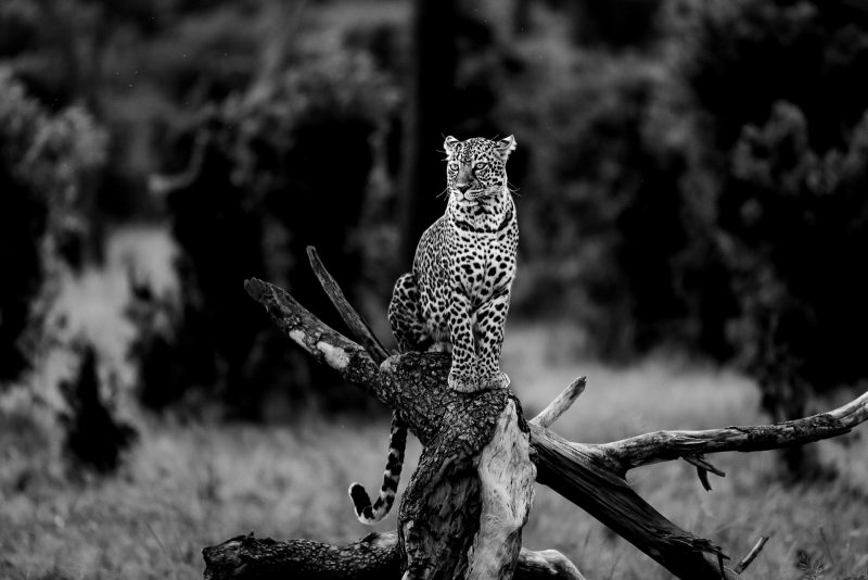 Leopard Black and White Edit