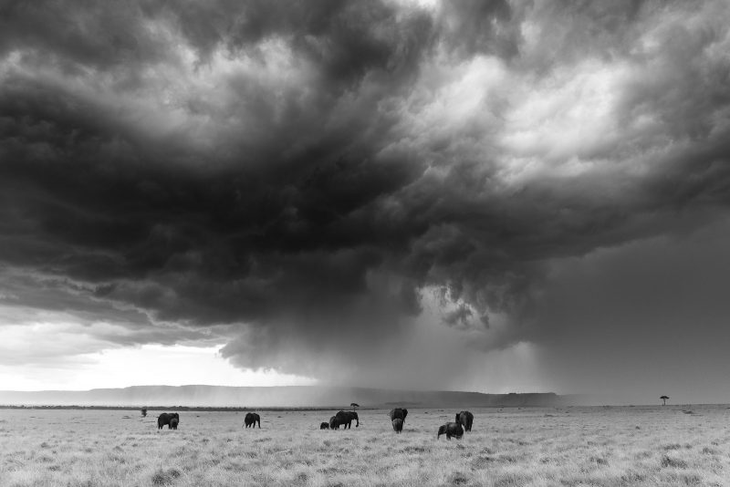 Elephant landscape Black and White Edit