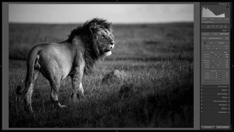 edit black and white wildlife photographs