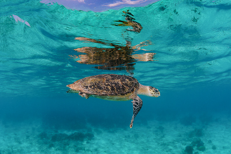 Turtle photographed underwater