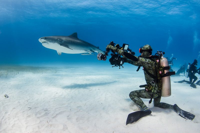 Shark being photographed with strobes