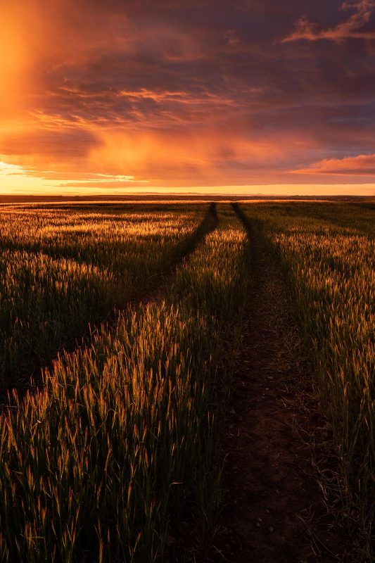 Summer crops landscape at sunset