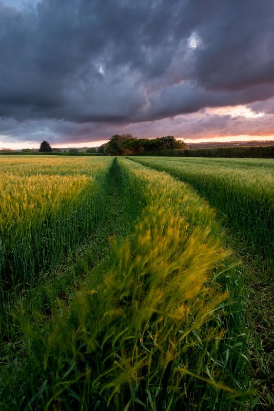 Field of barley in late evening light