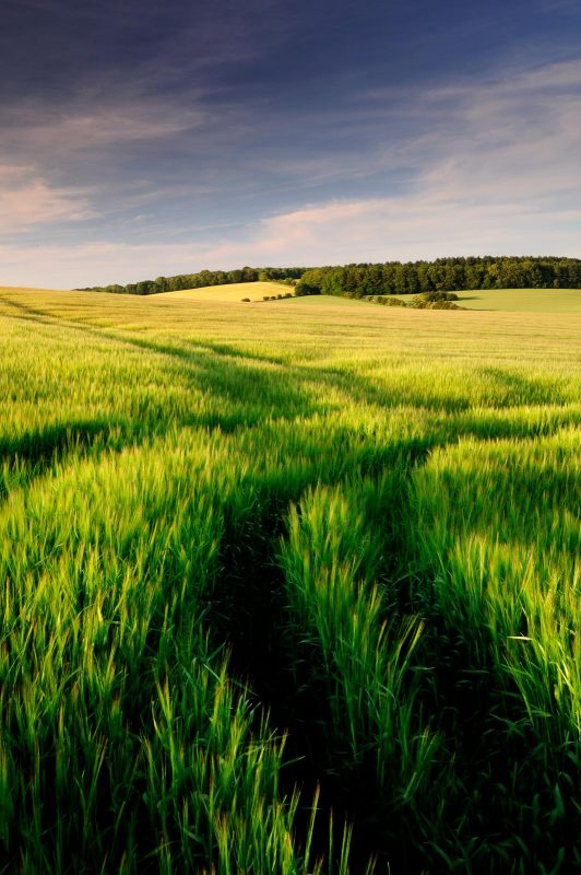 Barley field and view of countryside