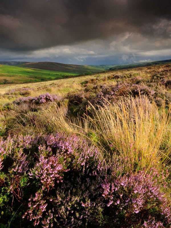 Heather near Bennet's Cross