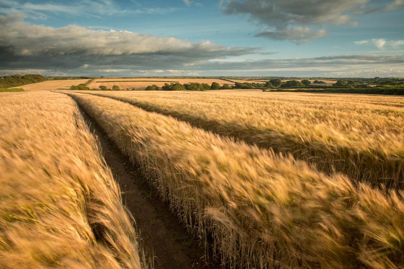 Barley field and farmland