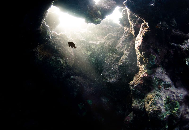 fish in underwater cave