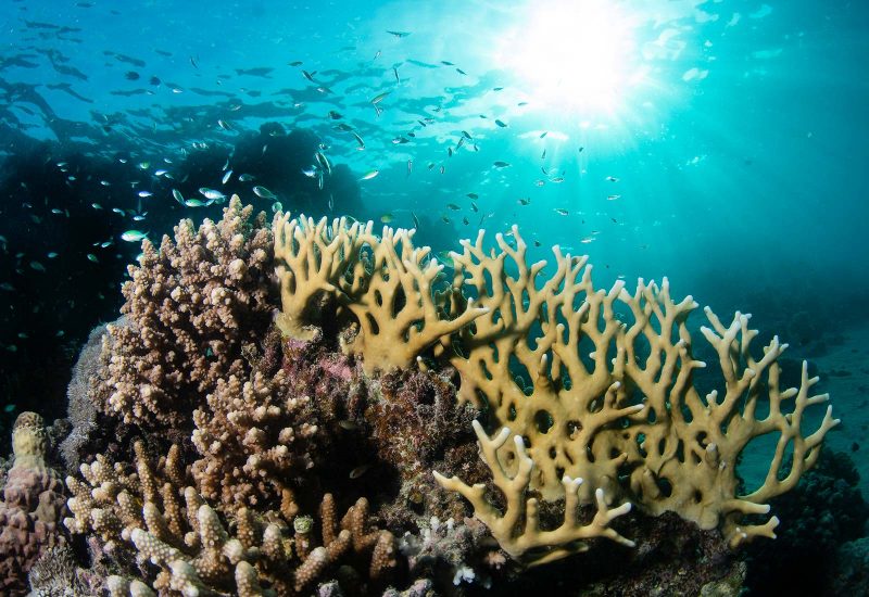 Photo of coral and fish underwater