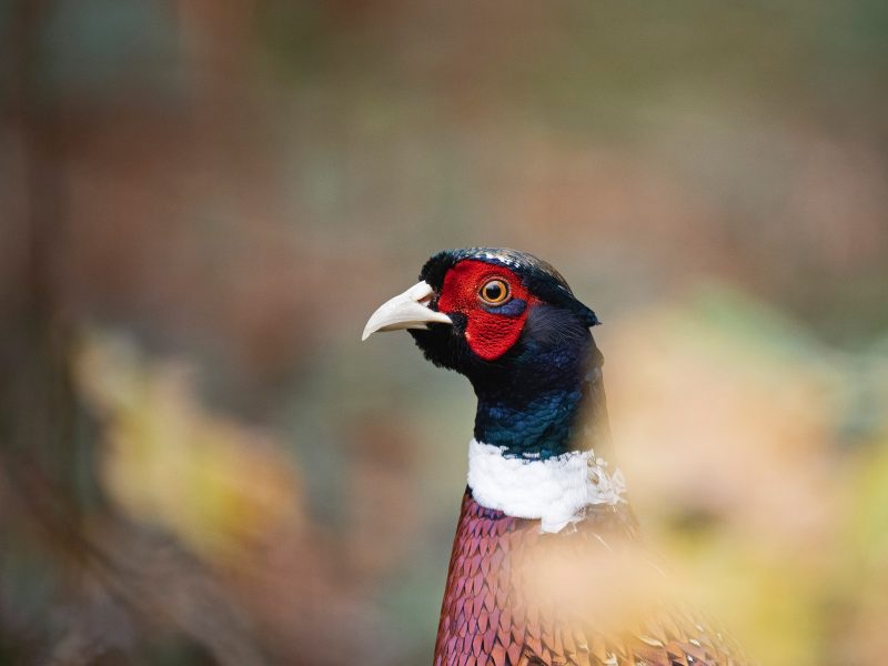 Pheasant photographed with Olympus 150-400mm 