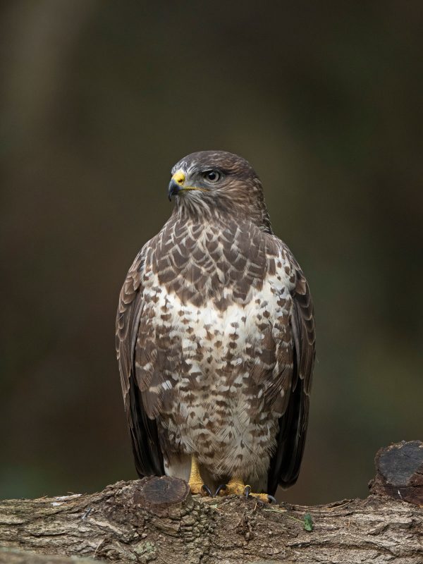 Buzzard photographed with Olympus 150-400mm