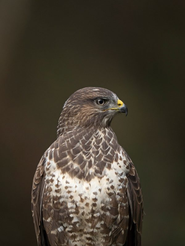Buzzard photographed with Olympus 150-400mm