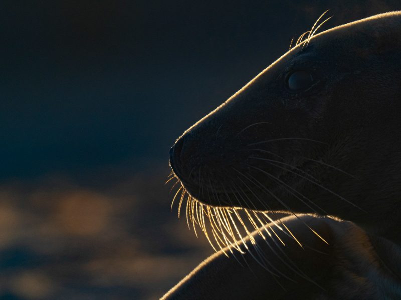Backlit Seal photographed with Olympus 150-400mm