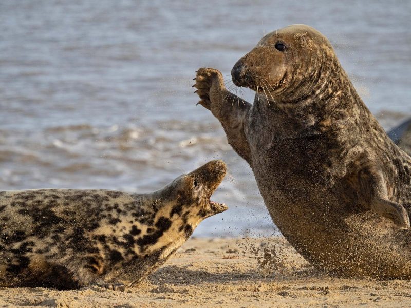 Action shot of seals fighting photographed with Olympus 150-400mm