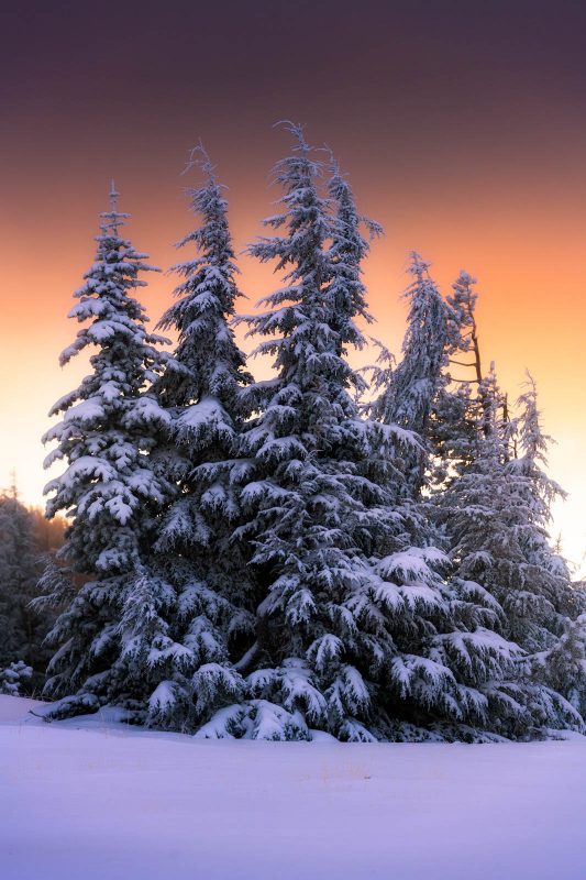 Edited landscape of snowy trees