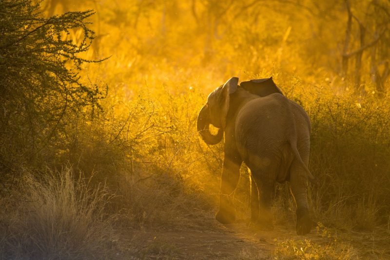 Backlit baby elephant by shannon wild