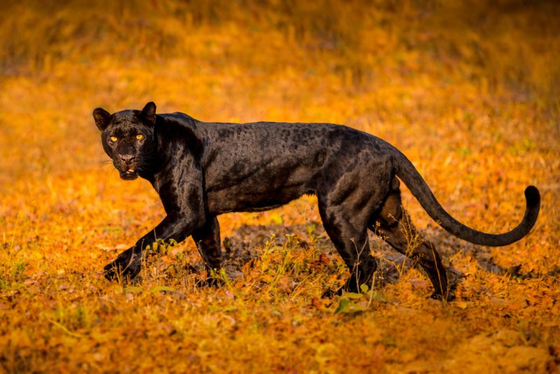 Black Panther in India by Shannon Wild