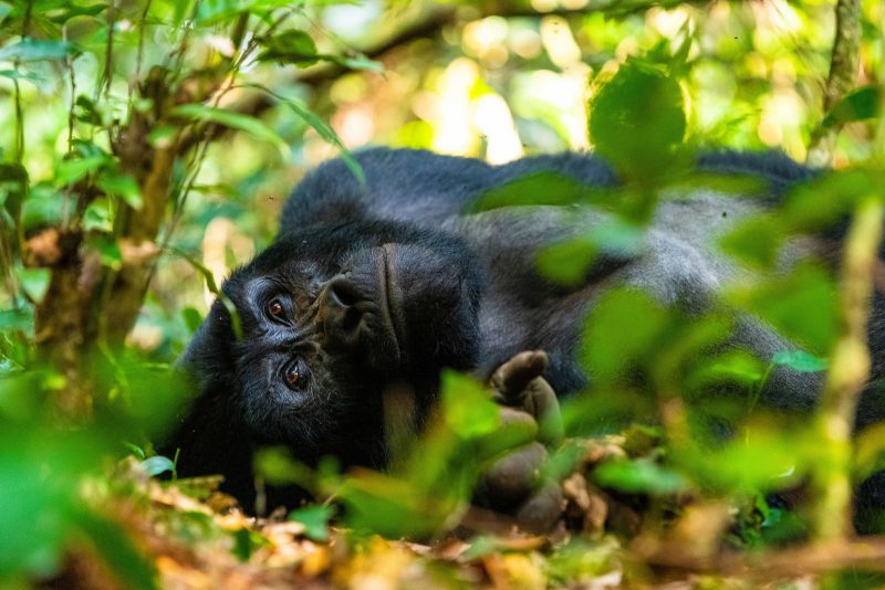 Gorilla in jungle by shannon wild