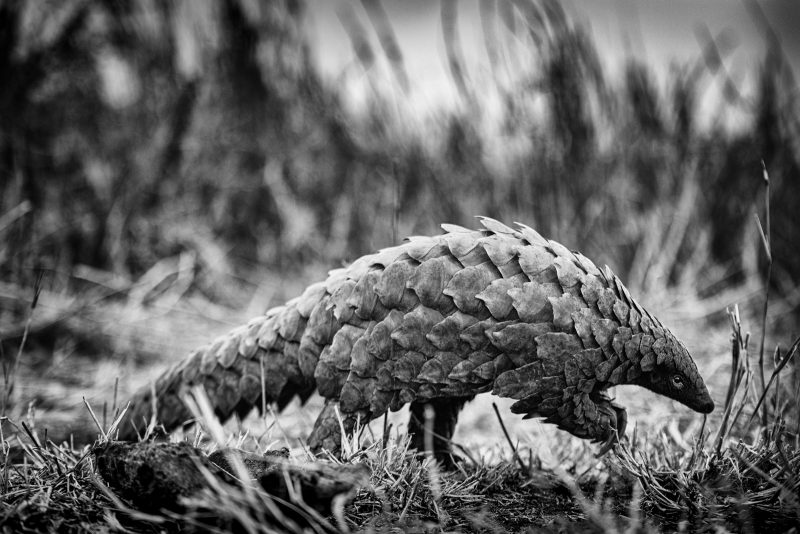 Temminck's Pangolin by Shannon Wild
