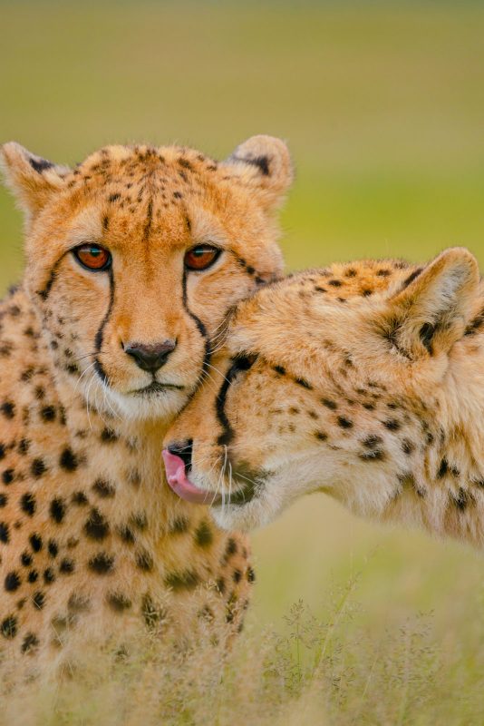 Cheetah pair by Shannon Wild