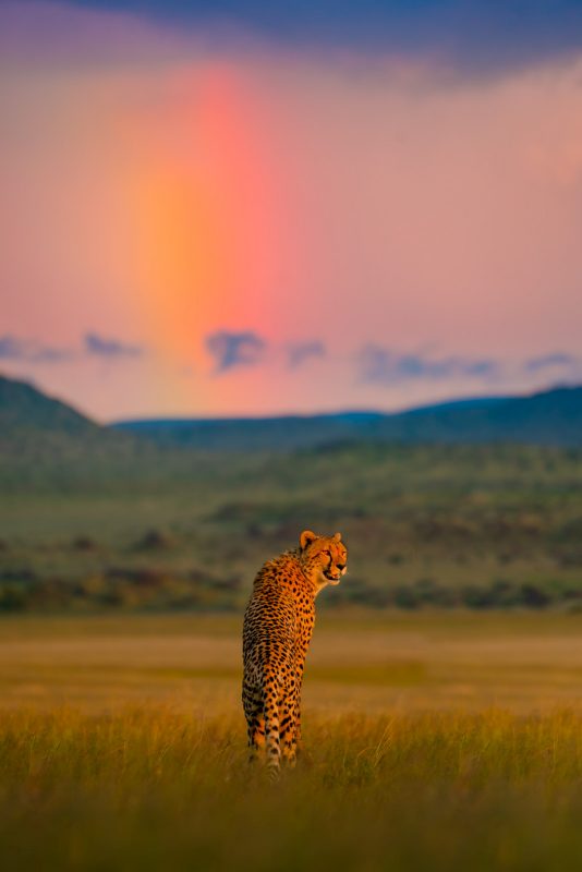 Cheetah and rainbow by Shannon Wild