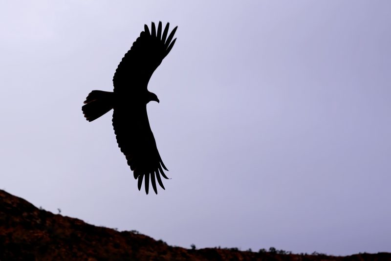 Wedge tailed eagle by Shannon Wild